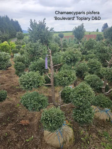 Chamaecyparis pisfera 'Boulevard' Topiary 4-5' D&D