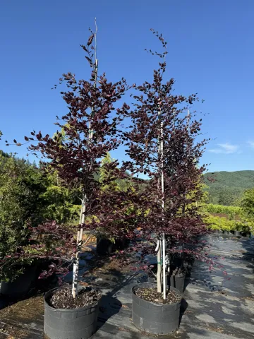 Fagus sylvatica 'Tricolor' #35 1.75" K4