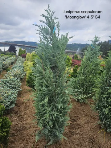 Juniperus scopulorum 'Moonglow' 4-5' G4