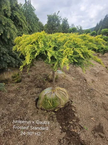 Juniperus chinesis x phizerina 'Daub's Frosted' Standard 24-30" H2