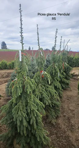 Picea glauca 'Pendula' R5