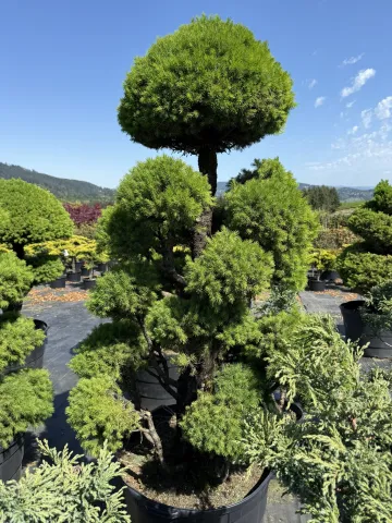 Picea glauca 'Conica' Topiary #45 GPF