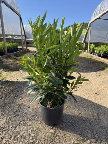 Prunus laurocerasus 'Skip' #3
