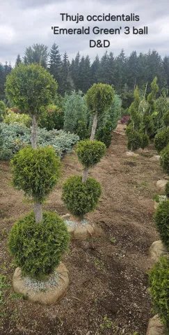 Thuja occidentalis 'Emerald Green' 3 Ball