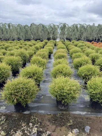 Thuja occidentalis 'Mr. Bowling Ball' #3