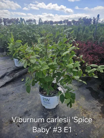 Viburnum carlesii 'Spice Baby' #3 E1